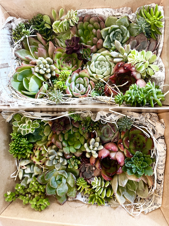 32】カリフォルニア輸入 速達札付き コロラータNo.5 希少 多肉植物