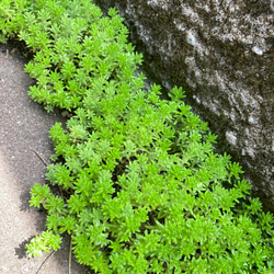 0d4bcef602367ae84554f28499ca35