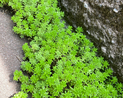 0d4bcef602367ae84554f28499ca35