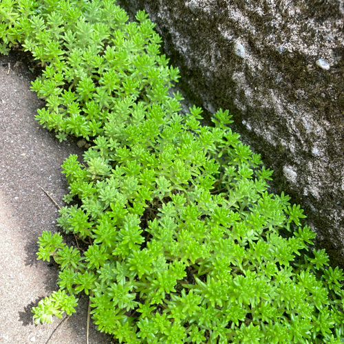 ☆送料無料☆森村万年草(モリムラマンネングサ) 抜き苗 その他