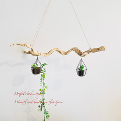 流木インテリア 芸術的な枝のうねりが美しい天然流木のハンガーラック 衣装掛け ハンギング 吊り下げ エアプラント N2 3枚目の画像