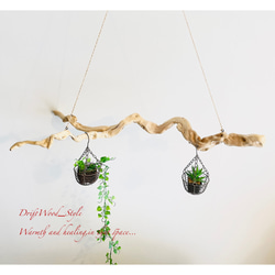流木インテリア 芸術的な枝のうねりが美しい天然流木のハンガーラック 衣装掛け ハンギング 吊り下げ エアプラント N2 5枚目の画像