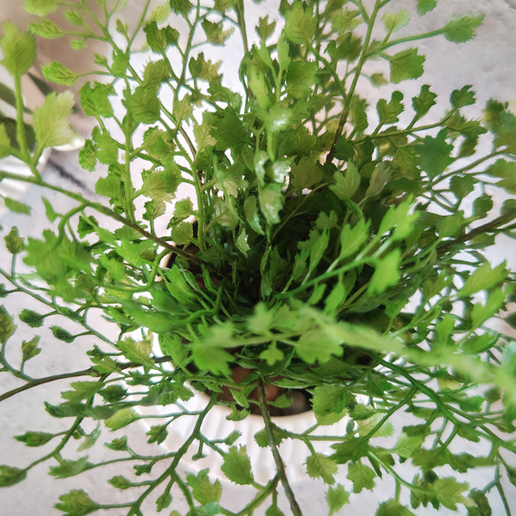 フェイクグリーンミニ陶器3個セットＷＨ（ソーサー付）／ 人工観葉植物 7枚目の画像