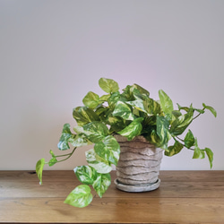 フェイクグリーンの鉢植え(ポトス) ／陶器  人工観葉植物 6枚目の画像