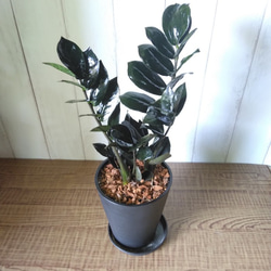 超希少レア 金銭樹 ザミオクルカス【レイブン】 縁起物 高級セラアート