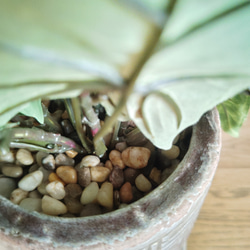 フェイクグリーンの鉢植え(カラジューム) ／セラミックポット  人工観葉植物 5枚目の画像