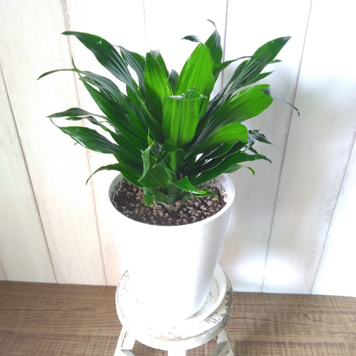 観葉植物】ドラセナコンパクター 受皿付