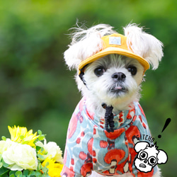 ドッグキャップ-コーデュロイのヤマブキ（耳出し）犬用帽子 11枚目の画像