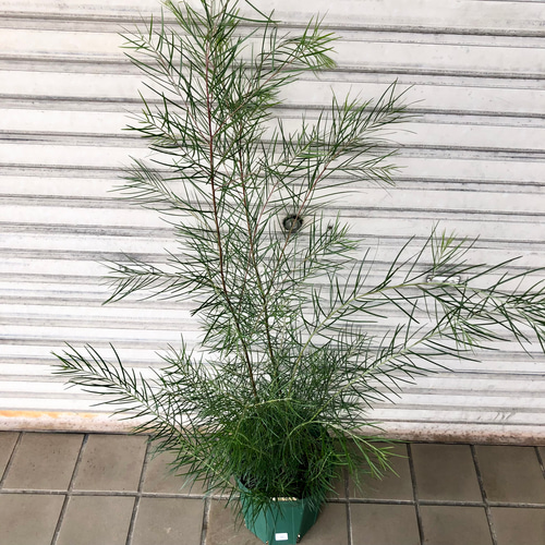 アカシア フロリバンダ 7号スリット鉢 その他インテリア雑貨 PLANTS