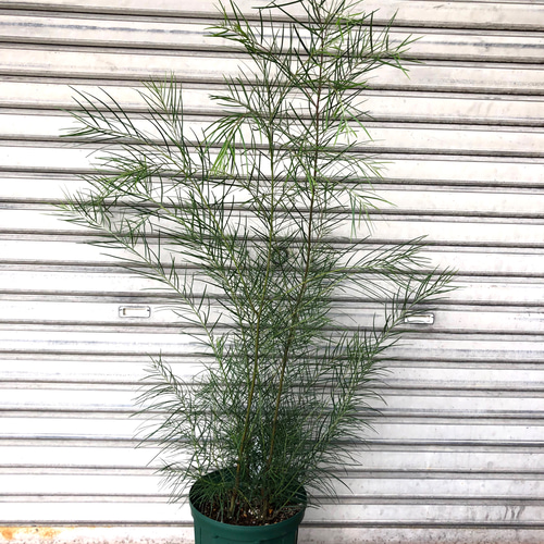 アカシア　フロリバンダ　　/796 送料無料】【生花/鉢】アカシア フロリバンダ 7寸鉢 ※北海道・九州