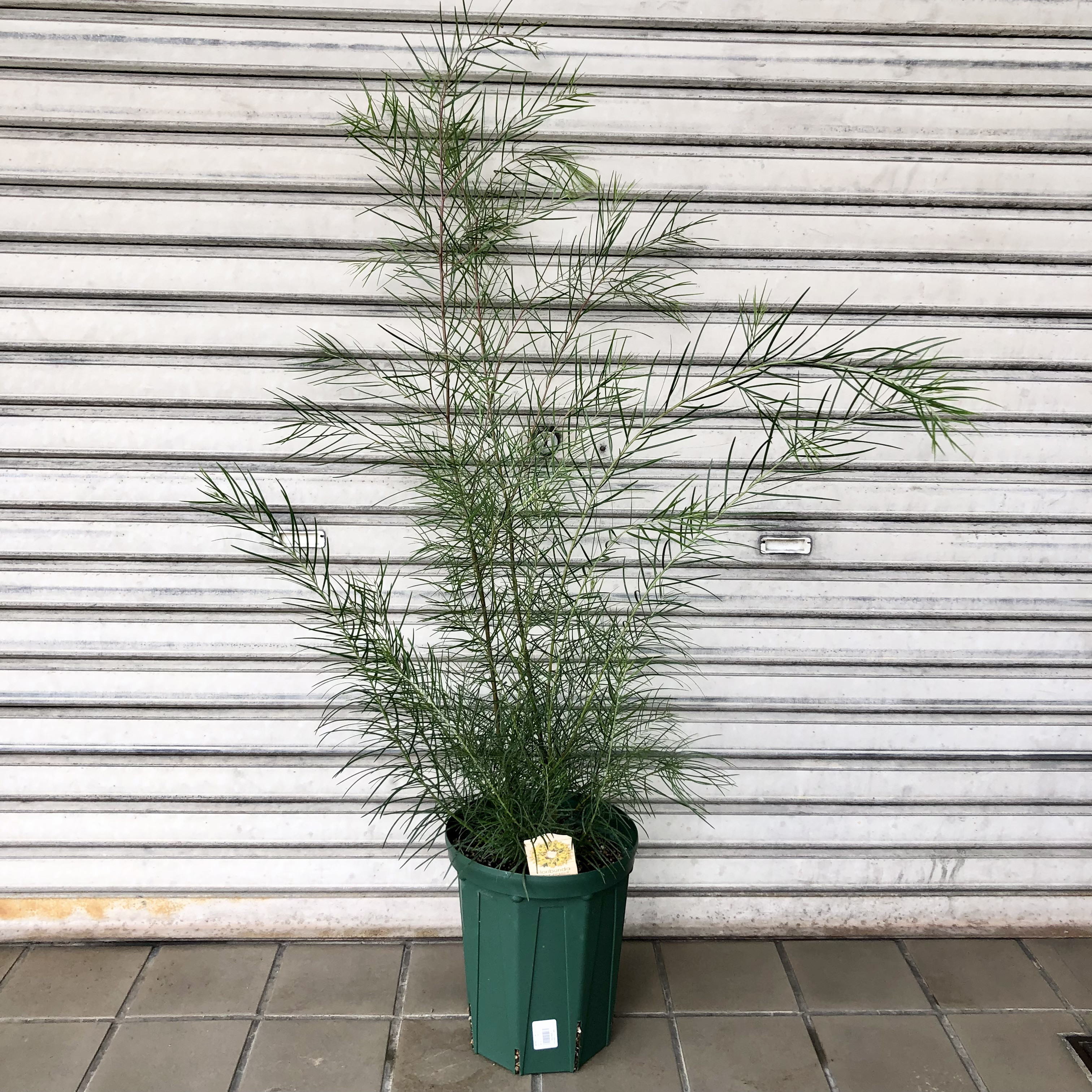 法人　割引　アカシア　フロリバンダ　8号　観葉植物　レア ［現品］※売約済※