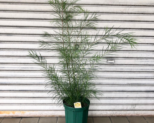 ［現品］※売約済※ 法人　割引　アカシア　フロリバンダ　8号　観葉植物　レア 楽天市場】アカシア フロリバンダの通販