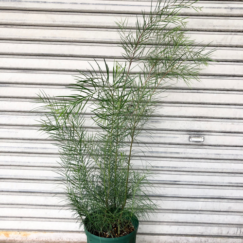 アカシア フロリバンダ 7号スリット鉢 その他インテリア雑貨 PLANTS