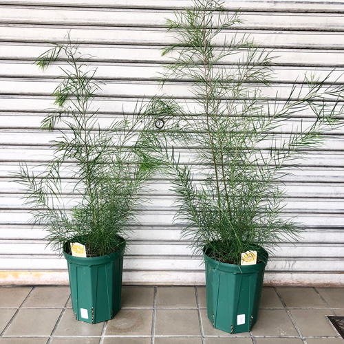 アカシア フロリバンダ 7号スリット鉢 その他インテリア雑貨 PLANTS