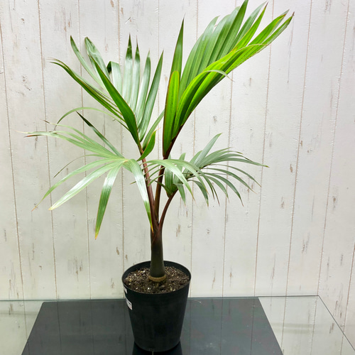 トックリヤシ8号 新作入荷，100%新品 ☆ちょっとステキな トックリヤシ