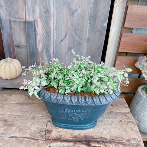 再入荷！レア♡【斑入りジュズサンゴ】可愛い実が楽しめる植物♡素敵な