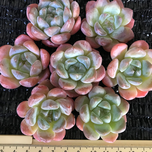 レア新品種 多肉植物 エケベリア 雪恋 抜き苗 1株 多肉植物 愛
