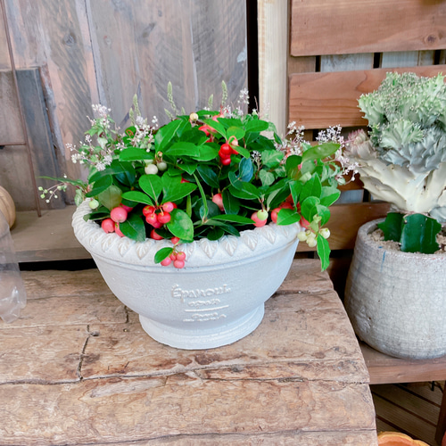 ホワイト系陶器鉢♡【チェッカーベリー&斑入りジュズサンゴ寄せ植え