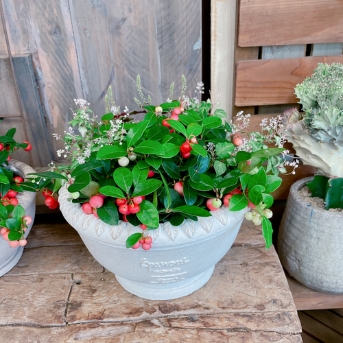 ホワイト系陶器鉢♡【チェッカーベリー&斑入りジュズサンゴ寄せ植え