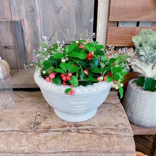 ホワイト系陶器鉢♡【チェッカーベリー&斑入りジュズサンゴ寄せ植え