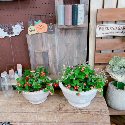 ホワイト系陶器鉢♡【チェッカーベリー&斑入りジュズサンゴ寄せ植え