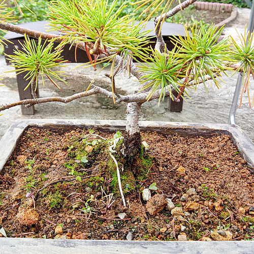 横烈 五葉松 樹齢10年 中品盆栽 鉢付き 盆栽 松工房 -Pine