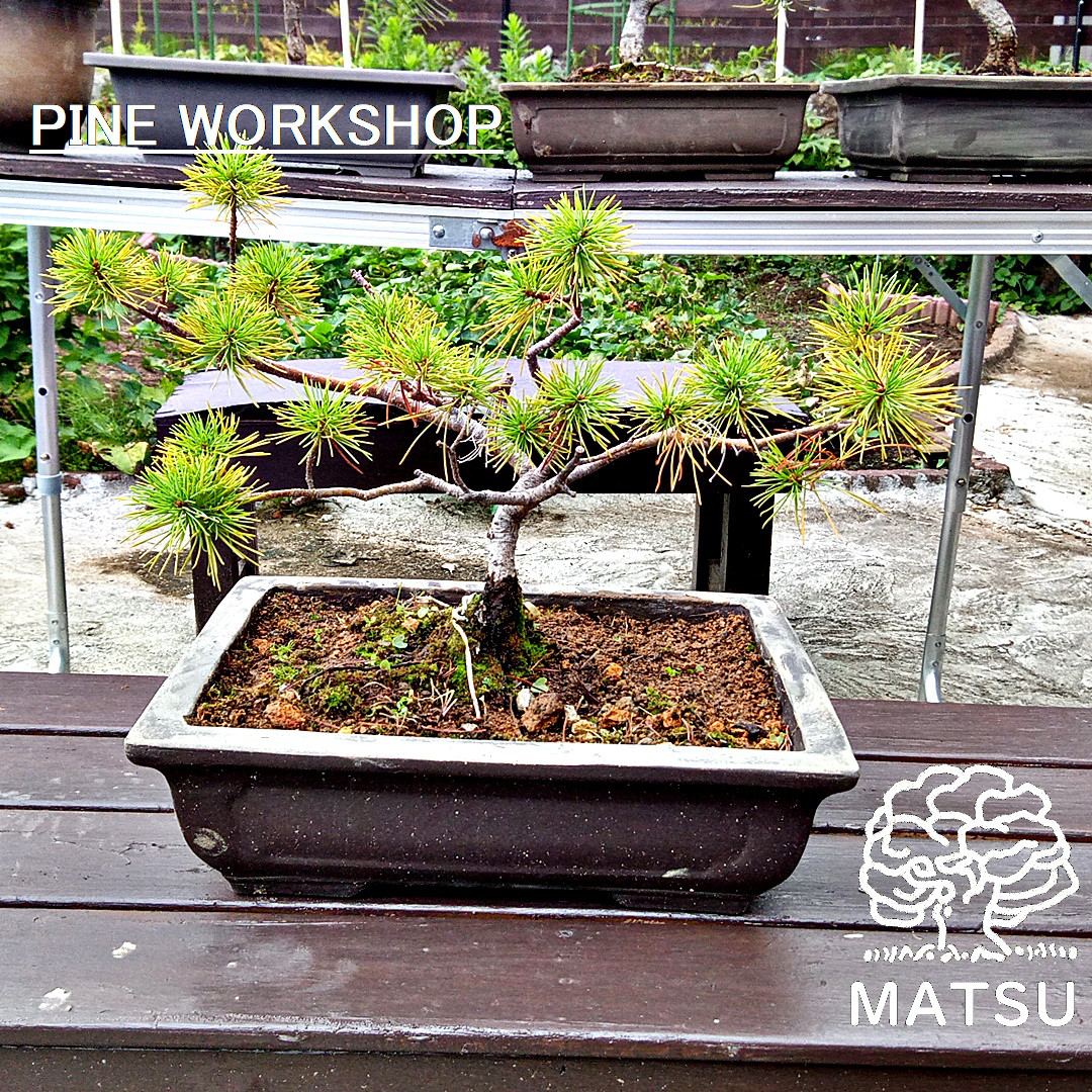 158 盆栽　盆栽鉢　植木鉢　和鉢　松寿 158 盆栽盆栽鉢植木鉢和鉢松寿