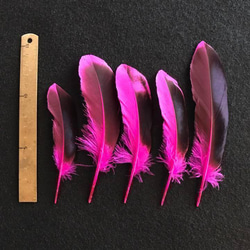 送料無料【CFピンク】キジ 鳥の羽根 フェザー 素材 パーツ ドリームキャッチャー 3枚目の画像