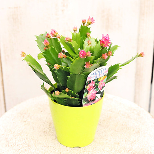 花苗 デンマークカクタス シャコバサボテン コンペイトウ ピンク/の