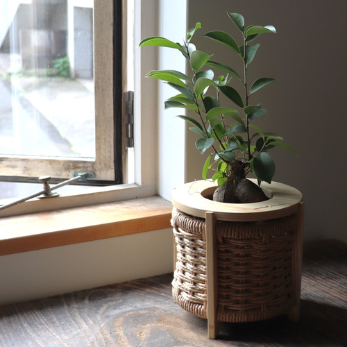 プランターカバー(鉢カバー)ペーパーコード ※写真の植物は商品 プランターカバー(鉢カバー)ペーパーコード ※写真の植物は商品