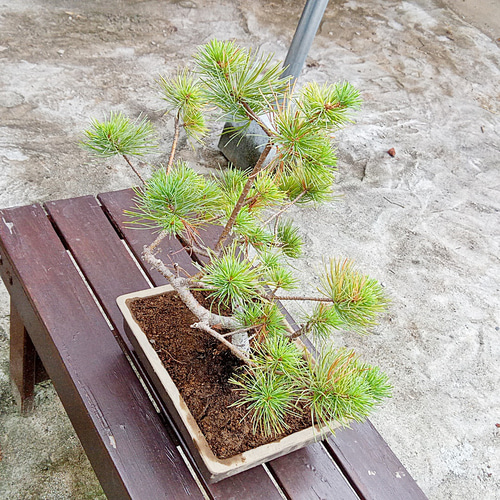 三段松 五葉松 樹齢10年 中品盆栽 鉢付き 盆栽 松工房 -Pine