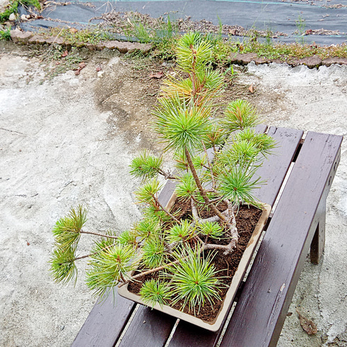 三段松 五葉松 樹齢10年 中品盆栽 鉢付き 盆栽 松工房 -Pine 三段松 五葉松 樹齢10年 中品盆栽 鉢付き 盆栽 松工房 -Pine