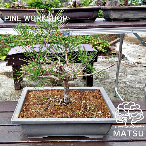 盆栽　黒松 黒松 盆栽