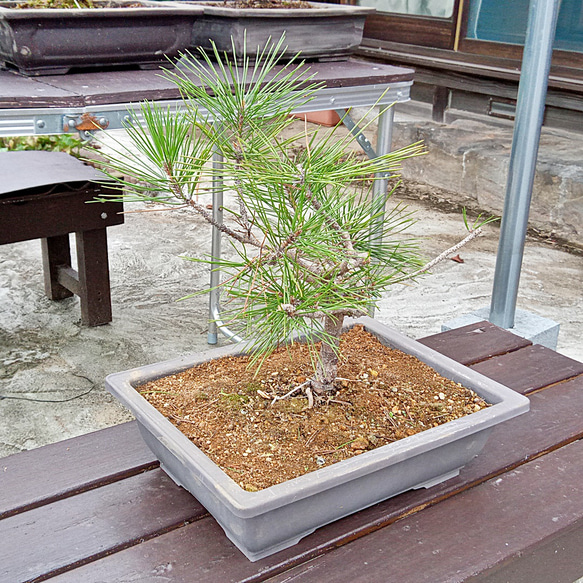 黒龍 黒松 樹齢10年 中品盆栽 鉢付き 3枚目の画像