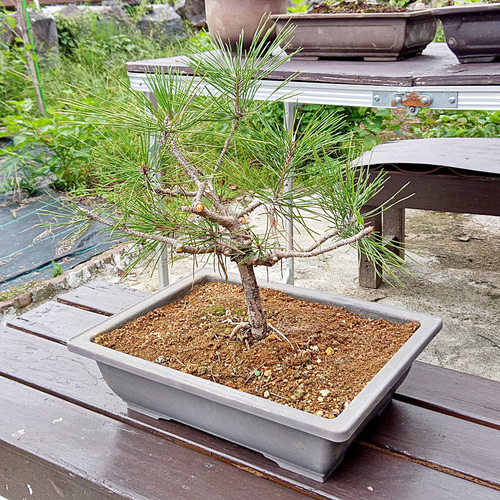 黒龍 黒松 樹齢10年 中品盆栽 鉢付き 盆栽 松工房 -Pine