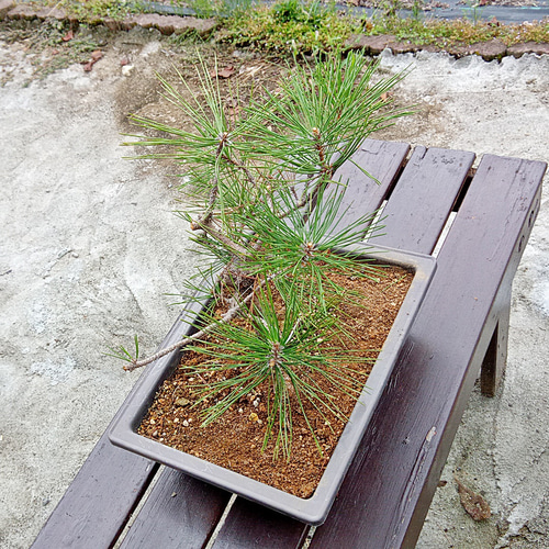 黒龍 黒松 樹齢10年 中品盆栽 鉢付き 盆栽 松工房 -Pine