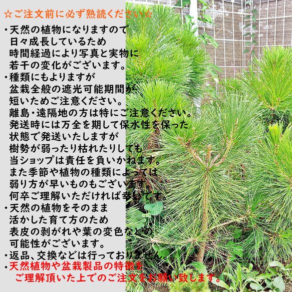 黒龍 黒松 樹齢10年 中品盆栽 鉢付き 8枚目の画像