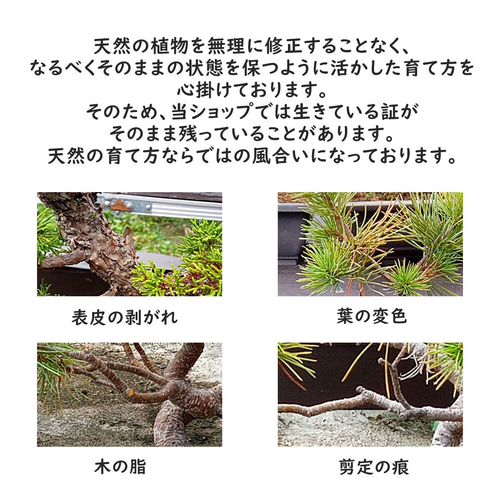 黒龍 黒松 樹齢10年 中品盆栽 鉢付き 盆栽 松工房 -Pine