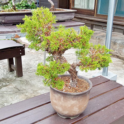 勘助 真柏 樹齢10年 中品盆栽 鉢付き 盆栽 松工房 -Pine 勘助 真柏 樹齢10年 中品盆栽 鉢付き 盆栽 松工房 -Pine