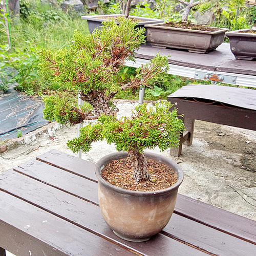 盆栽 ミニ真柏 ミニ盆栽 bonsai ぼんさい しんぱく 初心者 入門