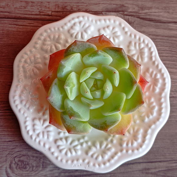 花蓉　多肉植物 5枚目の画像