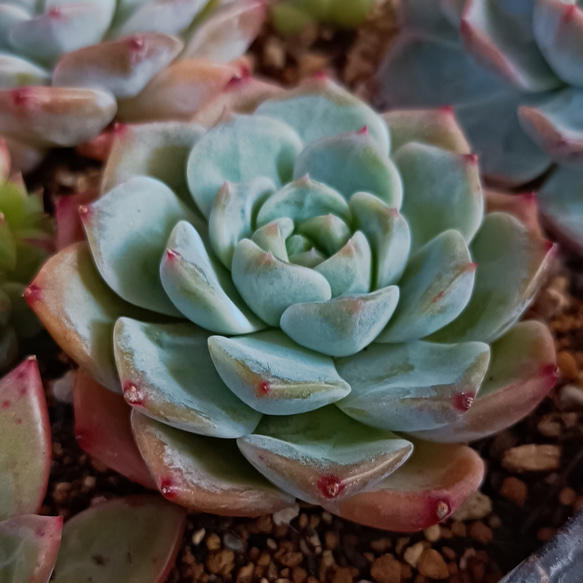 花蓉　多肉植物 2枚目の画像