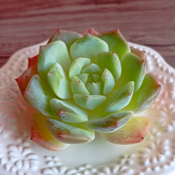 花蓉　多肉植物 4枚目の画像