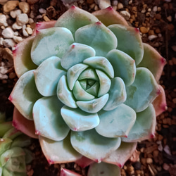 花蓉　多肉植物 3枚目の画像