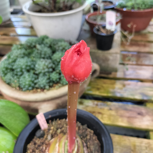 マユハケオモト 赤花 2株入り 鉢ごと発送 マユハケオモト 赤花