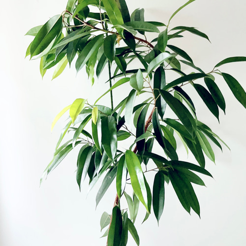 9/17撮影 アムステルダムキング ショウナンゴム 観葉植物 大型 室内