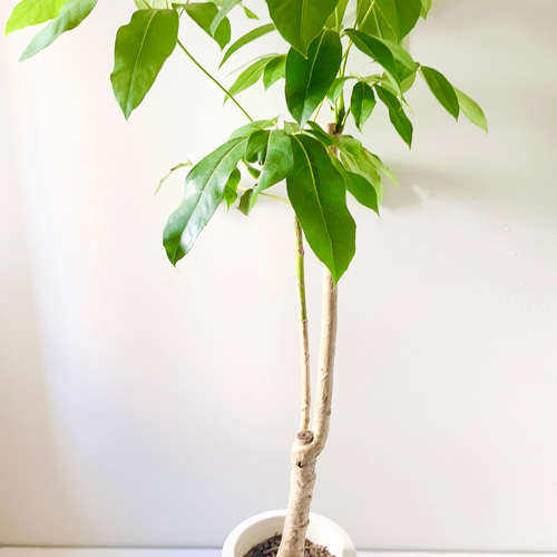 9/19撮影 希少 ブラッサイア シェフレラ アクチノフィラ 観葉植物 大型