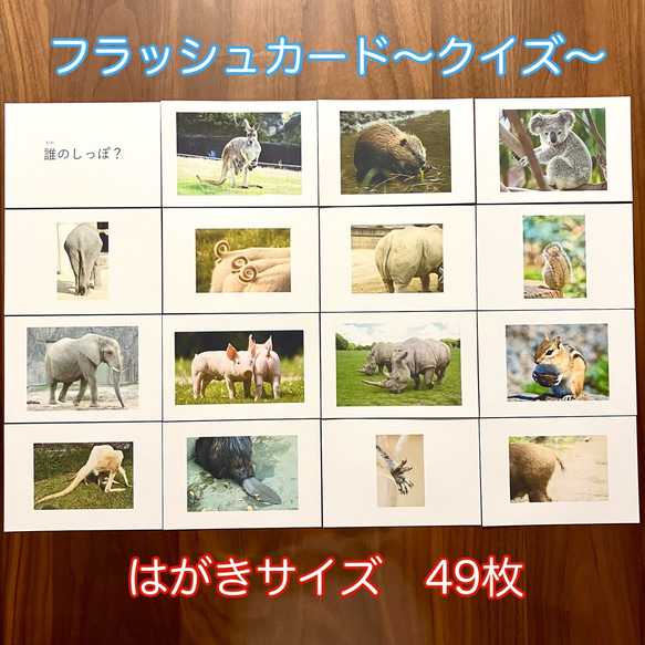 動物クイズカード　〜誰のしっぽ？手？模様？〜 1枚目の画像