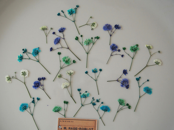 押し花　カスミソウ　青紫　緑　白　青　ミックス　花　キャンドル　ハーバリウム　レジン　素材　花材 3枚目の画像