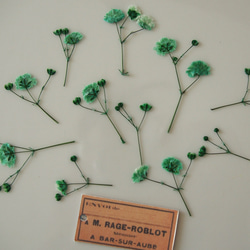 押し花　かすみ草　みどり　花　キャンドル　ハーバリウム　レジン　素材　花材 3枚目の画像